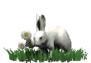 rabbit_in_grass_md_clr.gif