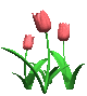 tulips_pink_md_clr.gif